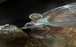 Python Snake reptiles for sale: Bull python  - Image 3