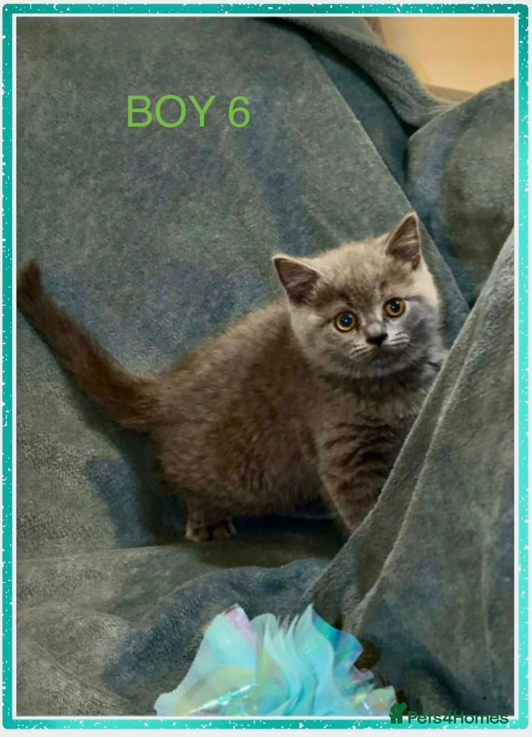 British Shorthair cats for sale: PURE BREED BSH CHUNKY KITTENS - Advert 14