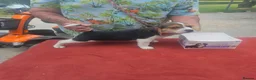 Beagle dogs for sale: Three amazing fresh Beagle puppies ready now - Advert 4