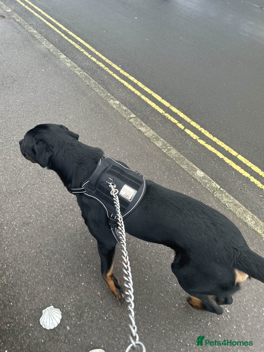 Rottweiler dogs for sale: Dexter - Advert 4