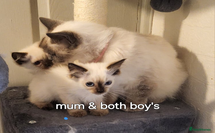 Ragdoll cats - Advert 11