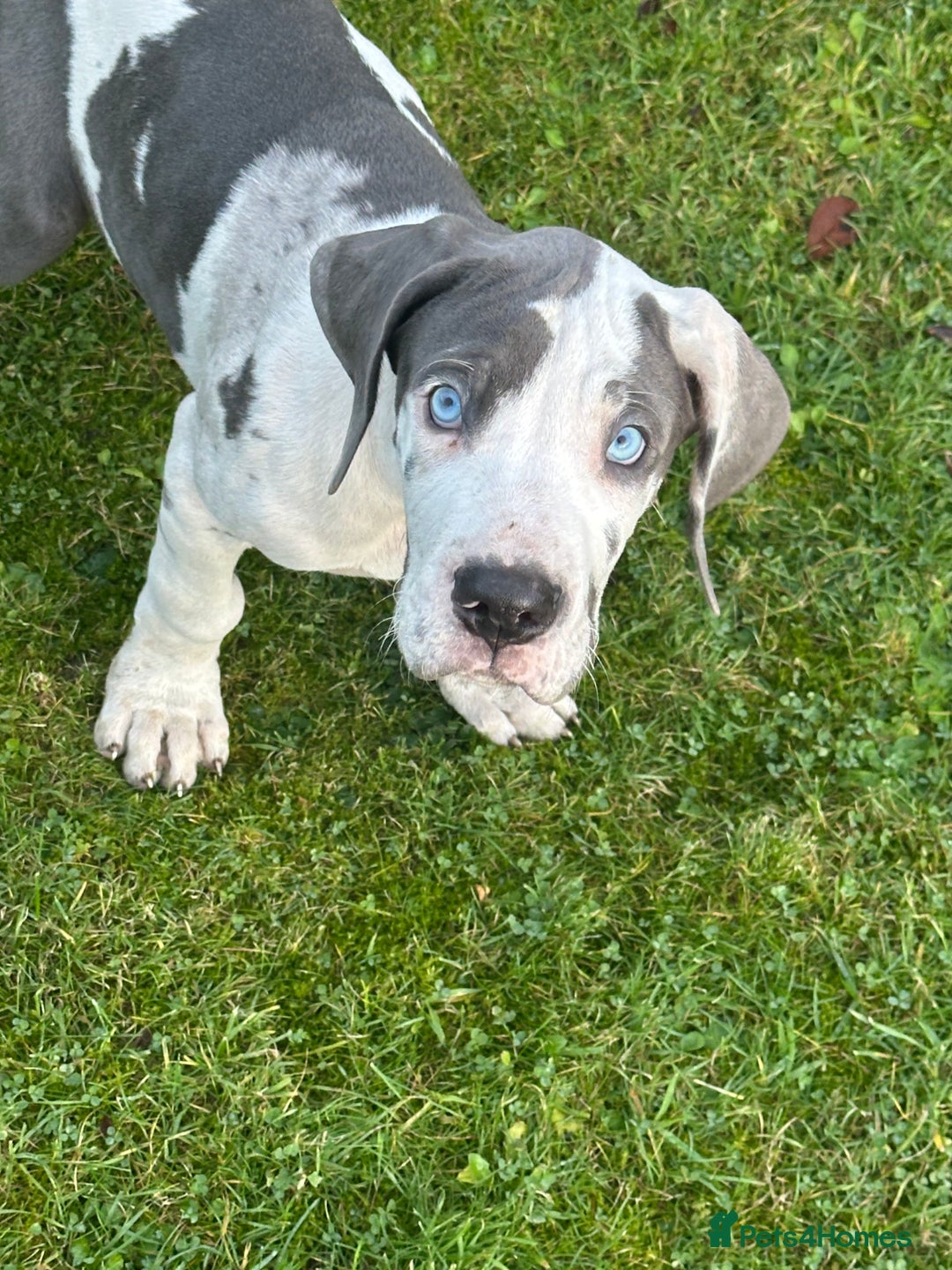 Great Dane dogs for sale: Reduced***** KC registered blue Great Dane puppies - Advert 36