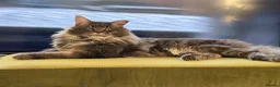 Maine Coon cats for sale: Beautiful TICA Registered Maine Coon Kittens Avail - Advert 29