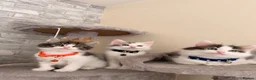 Mixed Breed cats for sale: Ragdoll X Turkish angora kittens for SALE !!! - Advert 9