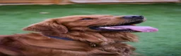 Golden Retriever dogs for sale: Golden Retriever Puppies - Advert 10
