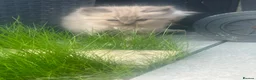 Ragdoll cats for sale: 🐾 Beautiful Kittens♥️♥️♥️ - Advert 12