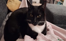 Domestic Shorthair cats for sale: Beautiful female cat - Image 3