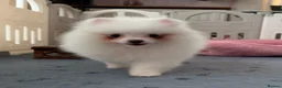 Pomeranian dogs for sale: Tiny White snow Pomeranian Puppies  - Advert 31
