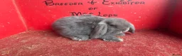Mini Lop rabbits for sale: Beautiful mini lop babies ready now  - Advert 3