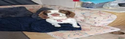 English Springer Spaniel dogs for sale: English Springer Spaniel Puppies  - Advert 5