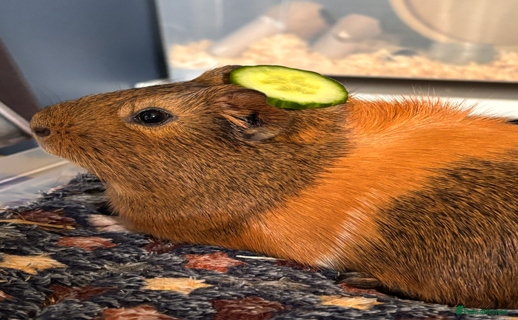 Guinea Pig rodents - Advert 1