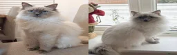 Ragdoll cats for sale: Beautiful Pure Blue Point Ragdoll  - Advert 6