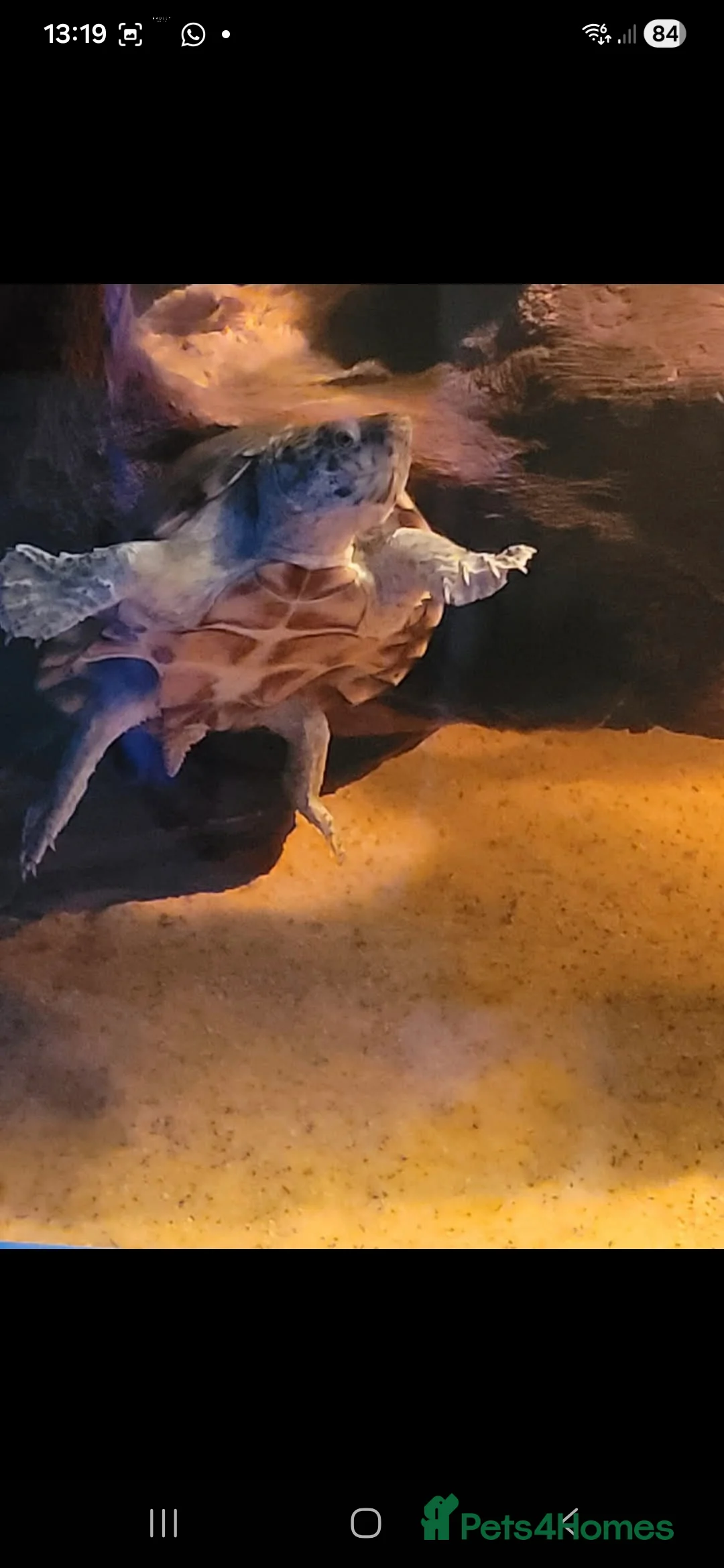 Turtle reptiles for sale: Turtle for sale - Advert 3