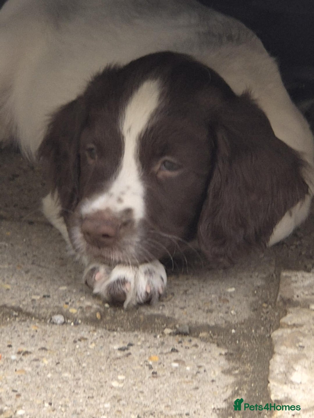 English Springer Spaniel dogs for sale: Springer Spaniel  - Image 9