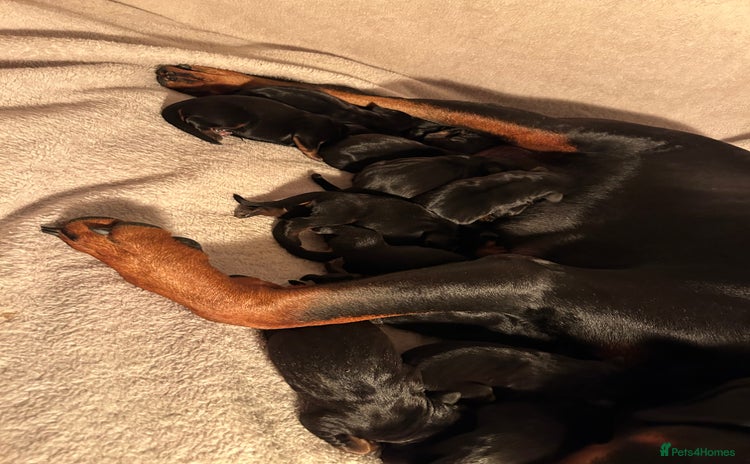 Rottweiler dogs - Advert 1