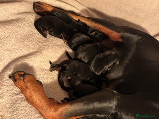 Rottweiler dogs - Advert 2