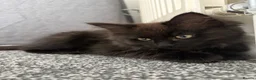 Mixed Breed cats for sale: Stunning Maine Coon x Ragdoll Female Kitten ❤️ - Advert 4
