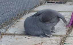 Mini Lop rabbits for sale: Super friendly minilops - Image 4