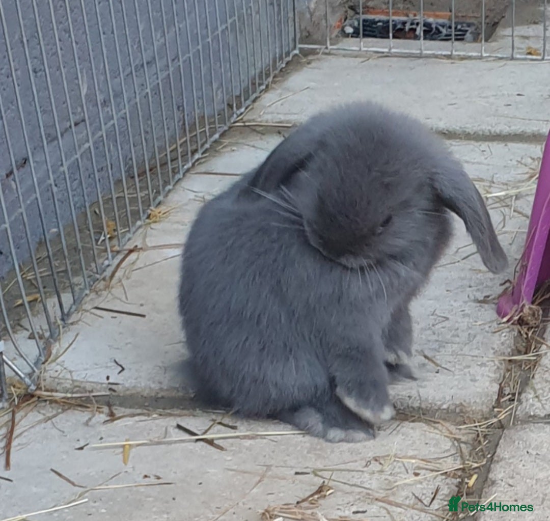 Mini Lop rabbits for sale: Super friendly minilops - Image 4