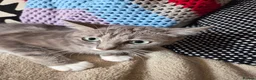Mixed Breed cats for sale: Kittens for sale  in Dalkeith - Advert 6