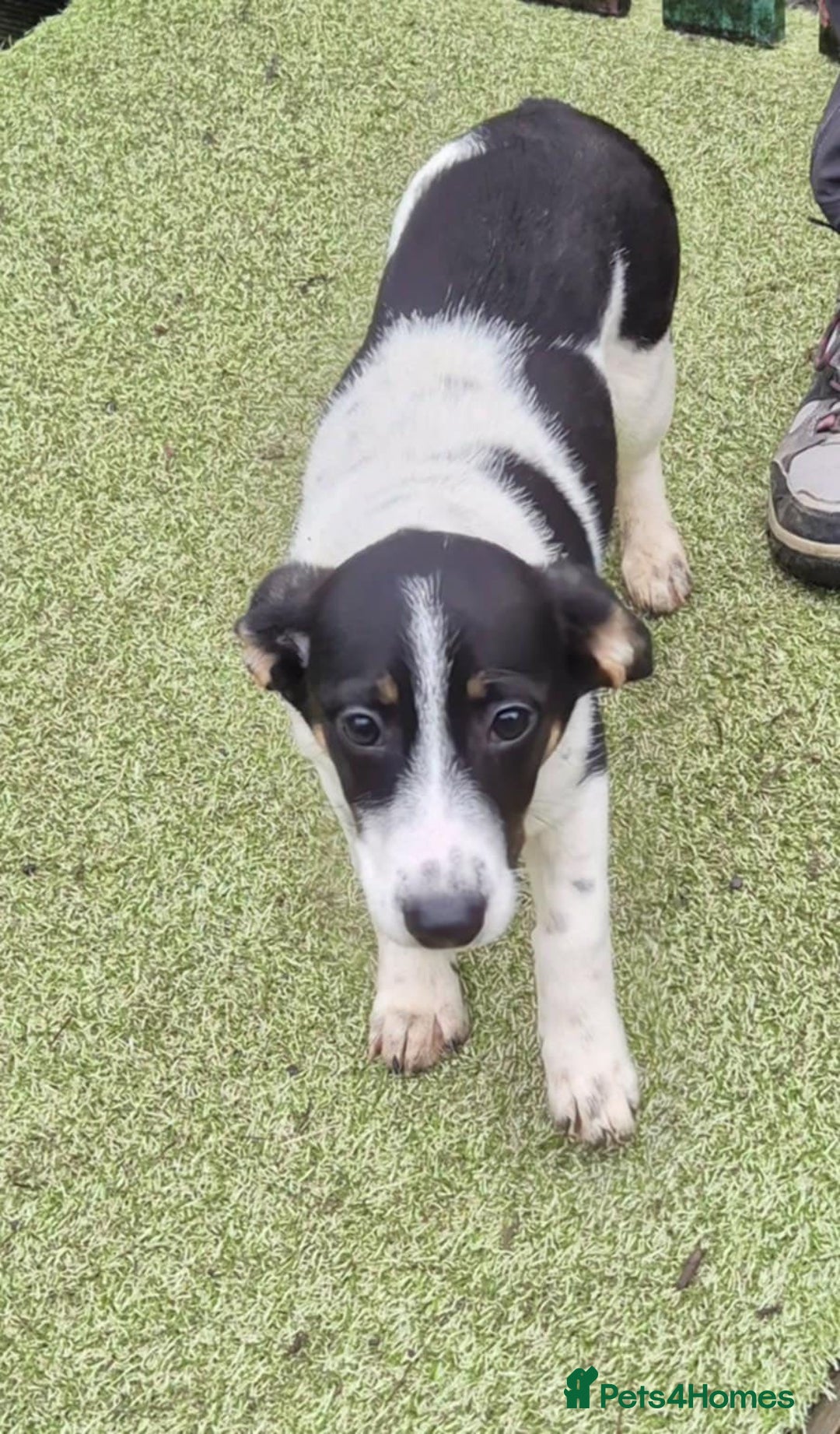 Mixed Breed dogs for adoption: Ivy - In Ayr Looking for a home  - Advert 9