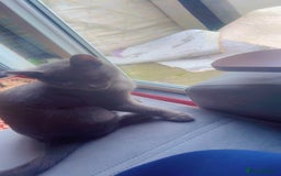 British Shorthair cats for sale: Male BritishShort Hair  - Image 2