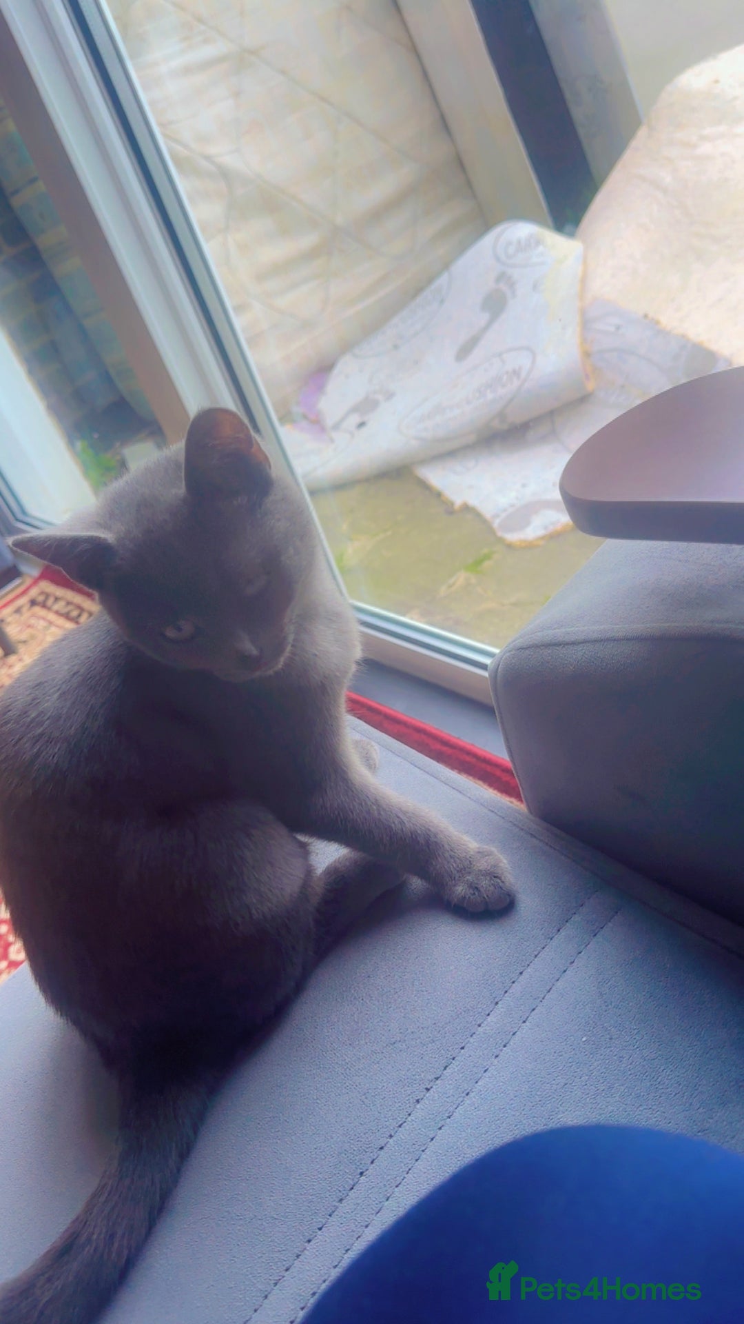 British Shorthair cats for sale: Male BritishShort Hair  - Image 2