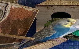 Budgerigars birds for sale: 3 pairs of Budgies  - Advert 7