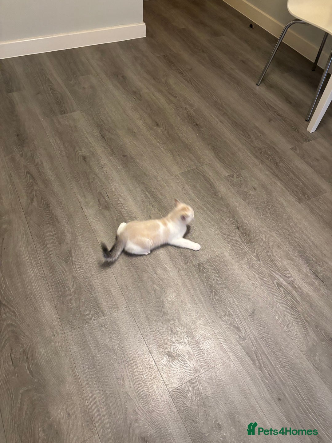 British Shorthair cats for sale: 3 months adorable boy for sale - Advert 4