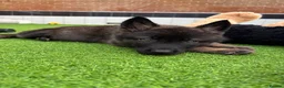 Mixed Breed dogs for sale: Nayas - Advert 15