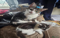 Mixed Breed cats for sale: Beautiful playful kittens  - Image 5