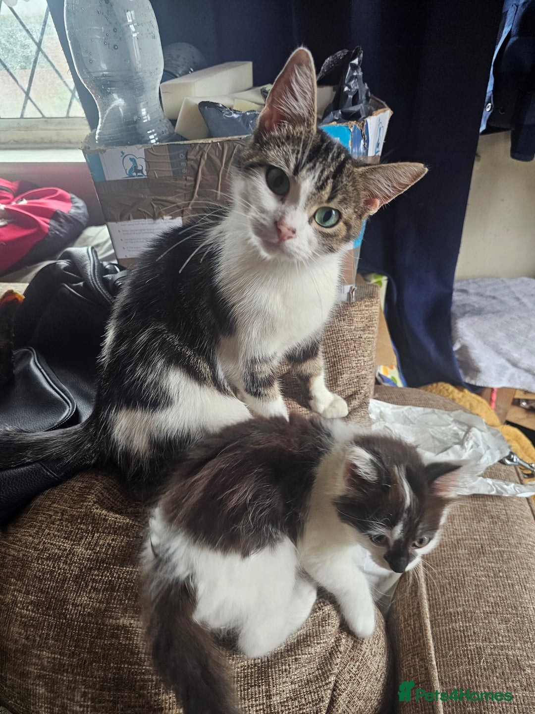 Mixed Breed cats for sale: Beautiful playful kittens  - Image 5
