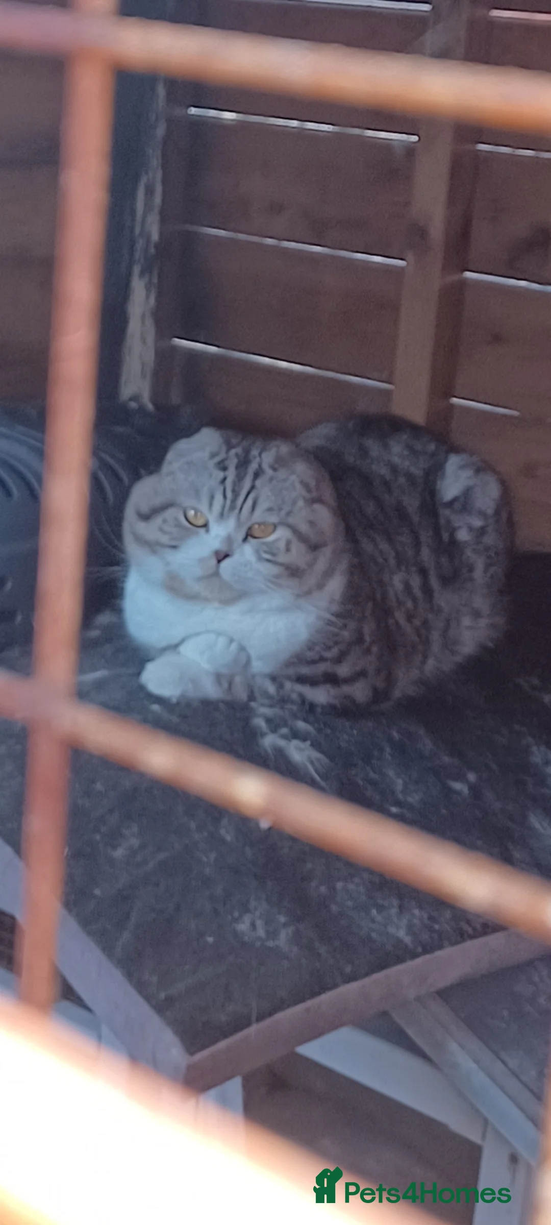 British Shorthair cats for sale: British shorthair scottish fold British longhair  - Advert 2