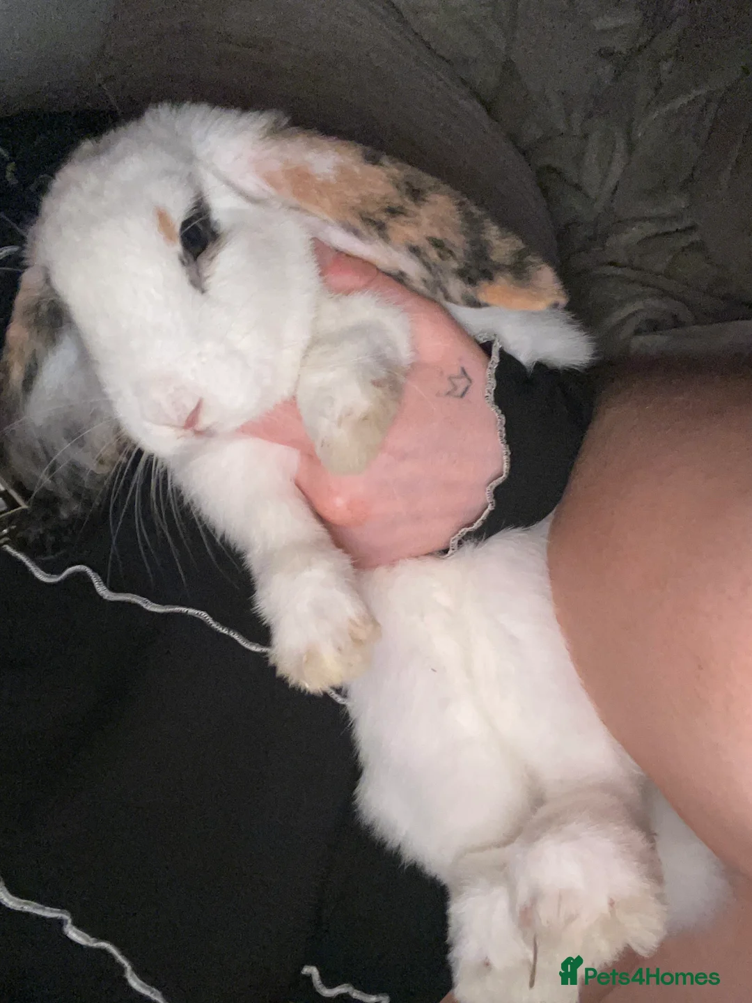 English Lop rabbits for sale: gorgeous white rabbit  - Advert 2