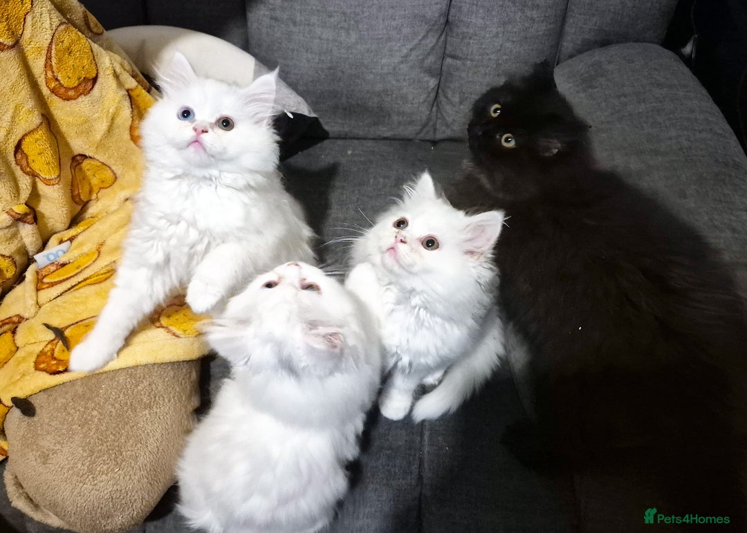 Mixed Breed cats for sale: Persian X Ragdoll Kittens Ready For Forever Homes! - Advert 1
