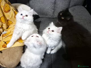 Mixed Breed cats 1 Sweet White Girl Persian X Ragdoll Kitten Left! - Advert 5