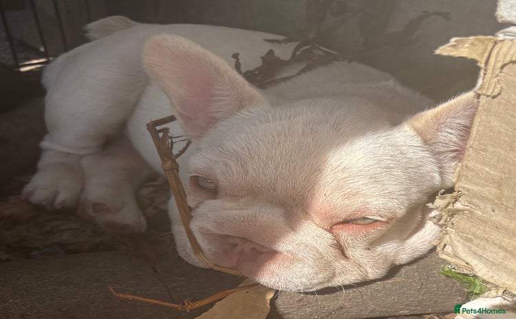 French Bulldog dogs - Advert 12