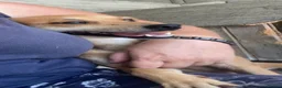 Mixed Breed dogs for adoption: Tansy, 2-4 yrs old. Available for adoption. - Advert 8