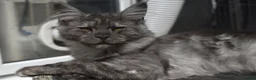 Maine Coon cats for sale: Gorgeous Champion Bloodline Maine Coon Kittens - Advert 8