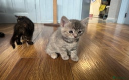 Mixed Breed cats for sale: Kittens (£250-£80) - Image 29