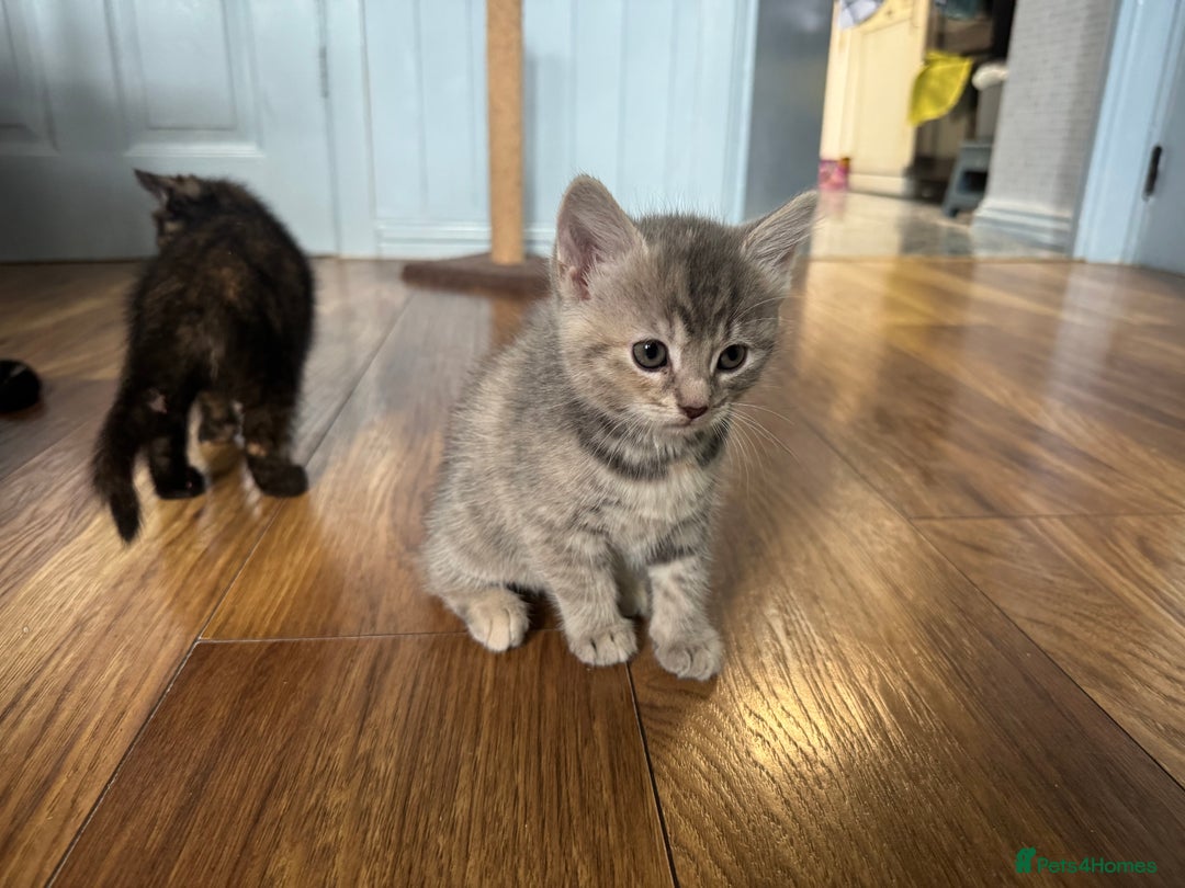 Mixed Breed cats for sale: Kittens (£250-£80) - Image 29