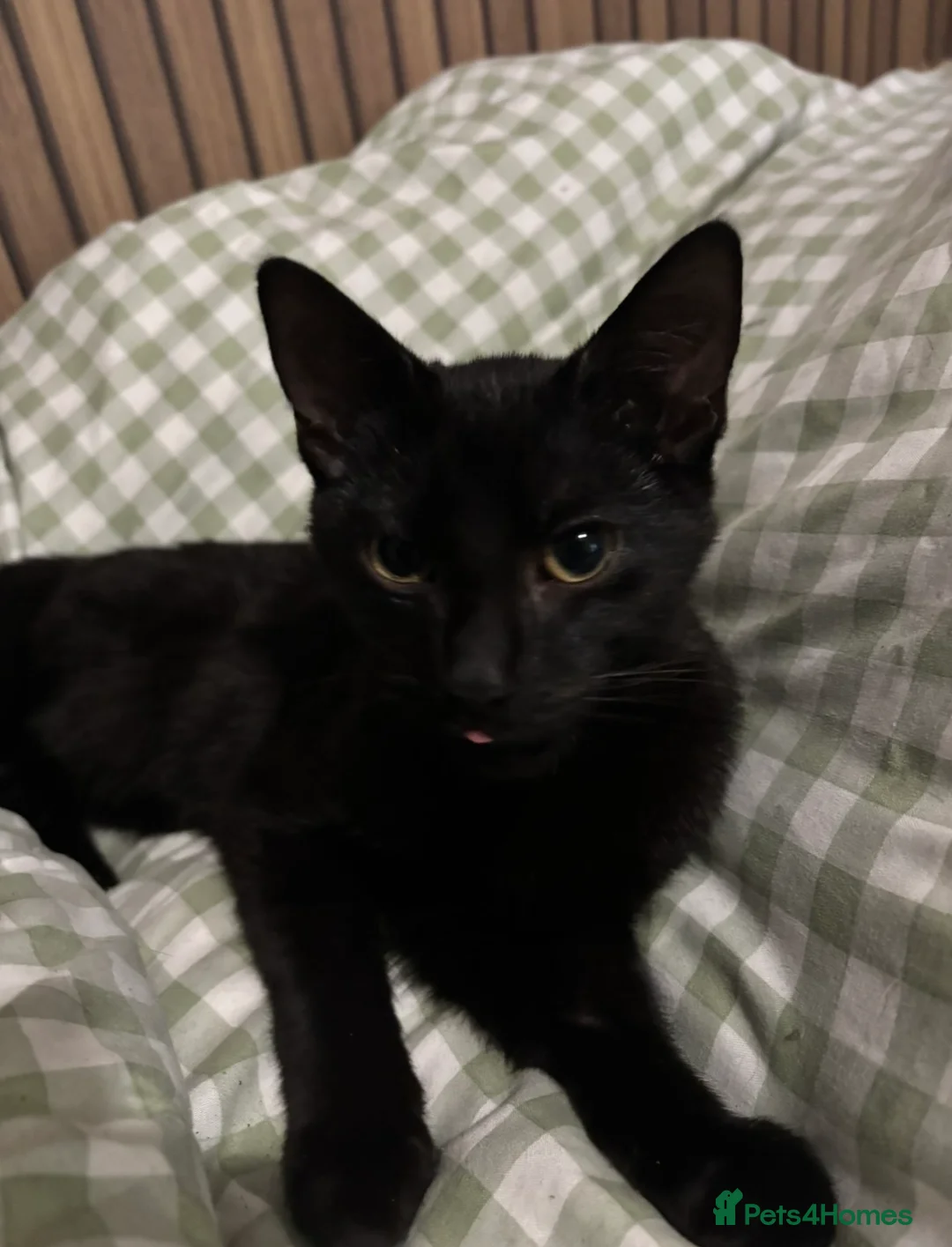 Domestic Shorthair cats for sale: funniest cat in the world - Advert 2