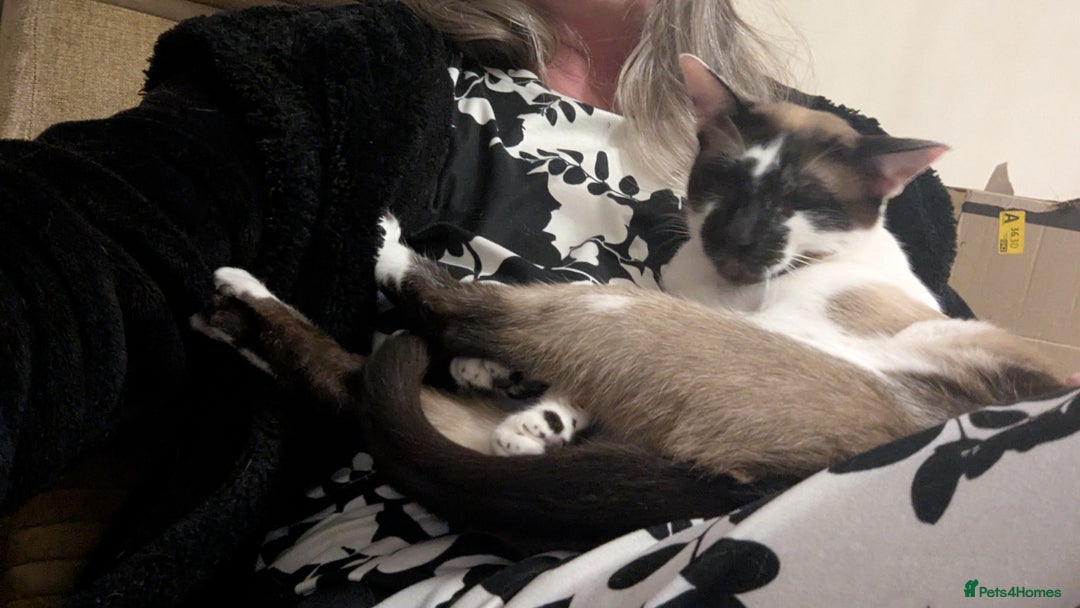 Oriental cats for sale: Blue Eyed Millie 3yr Old Oriental Shorthair Girl - Advert 5