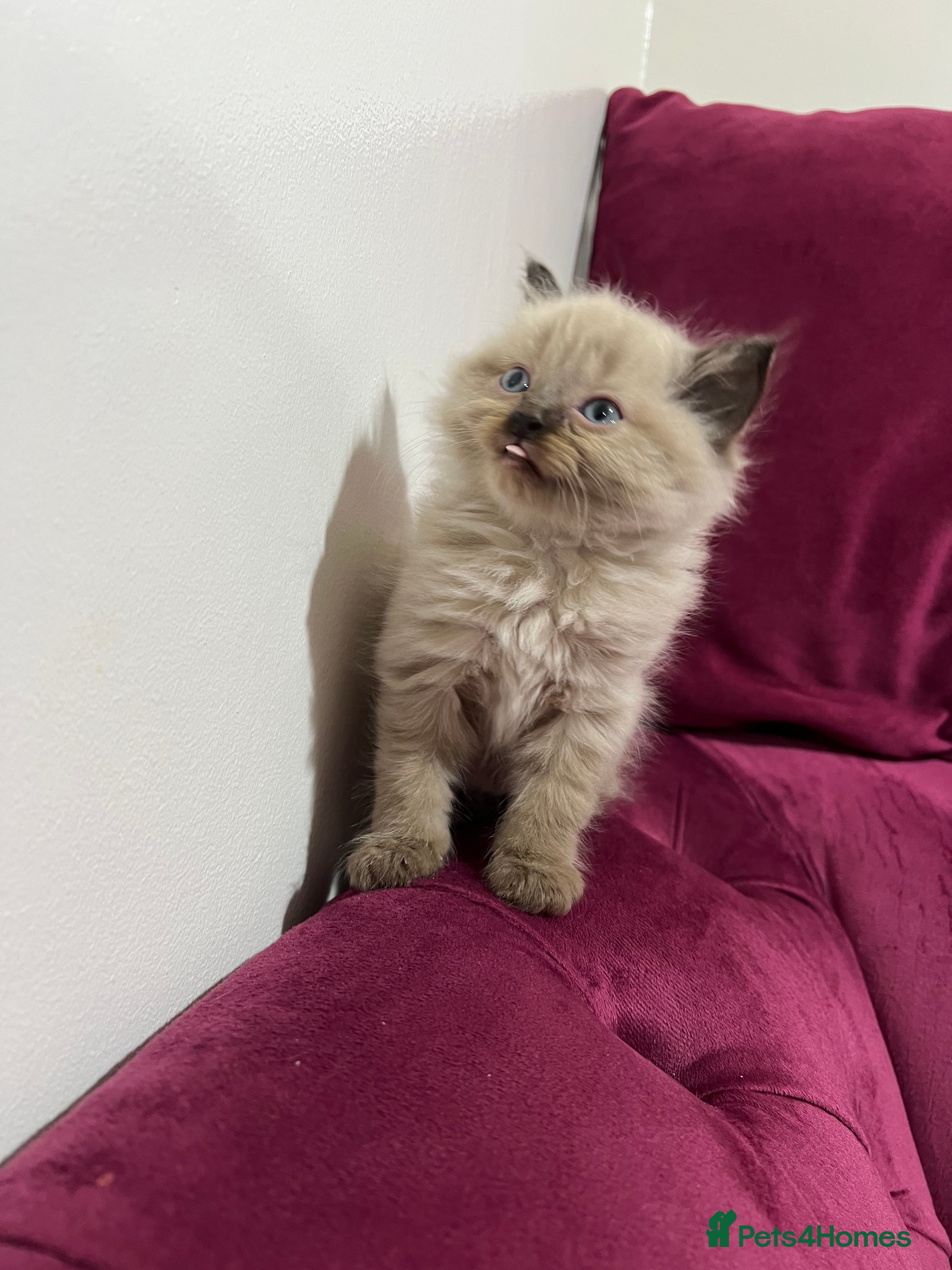 Ragdoll cats Beautiful Ragdoll Kittens Available  - Advert 3