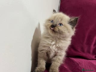 Ragdoll cats Beautiful Ragdoll Kittens Available - Advert 3