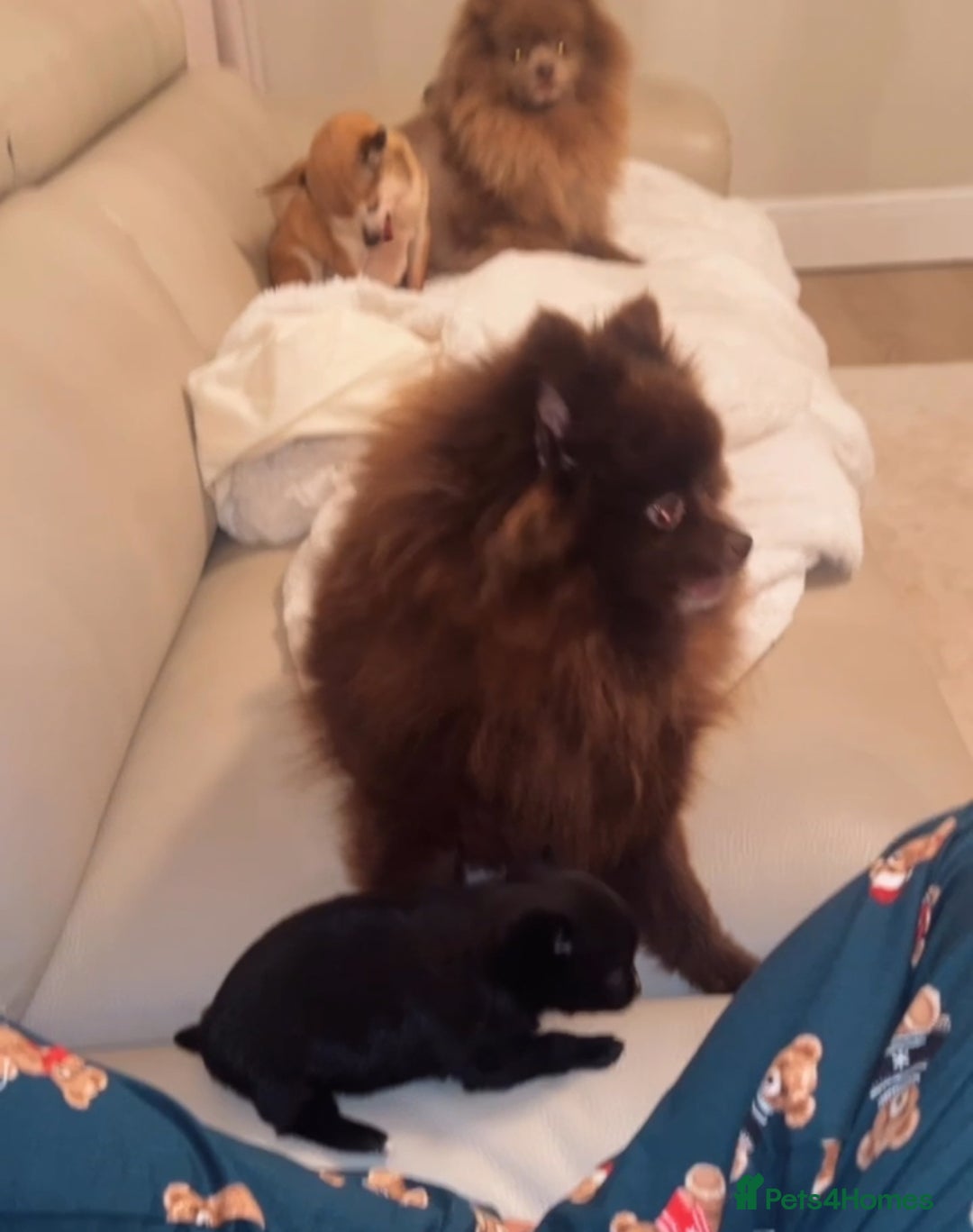 Pomeranian dogs for sale: Pomchi - Advert 6