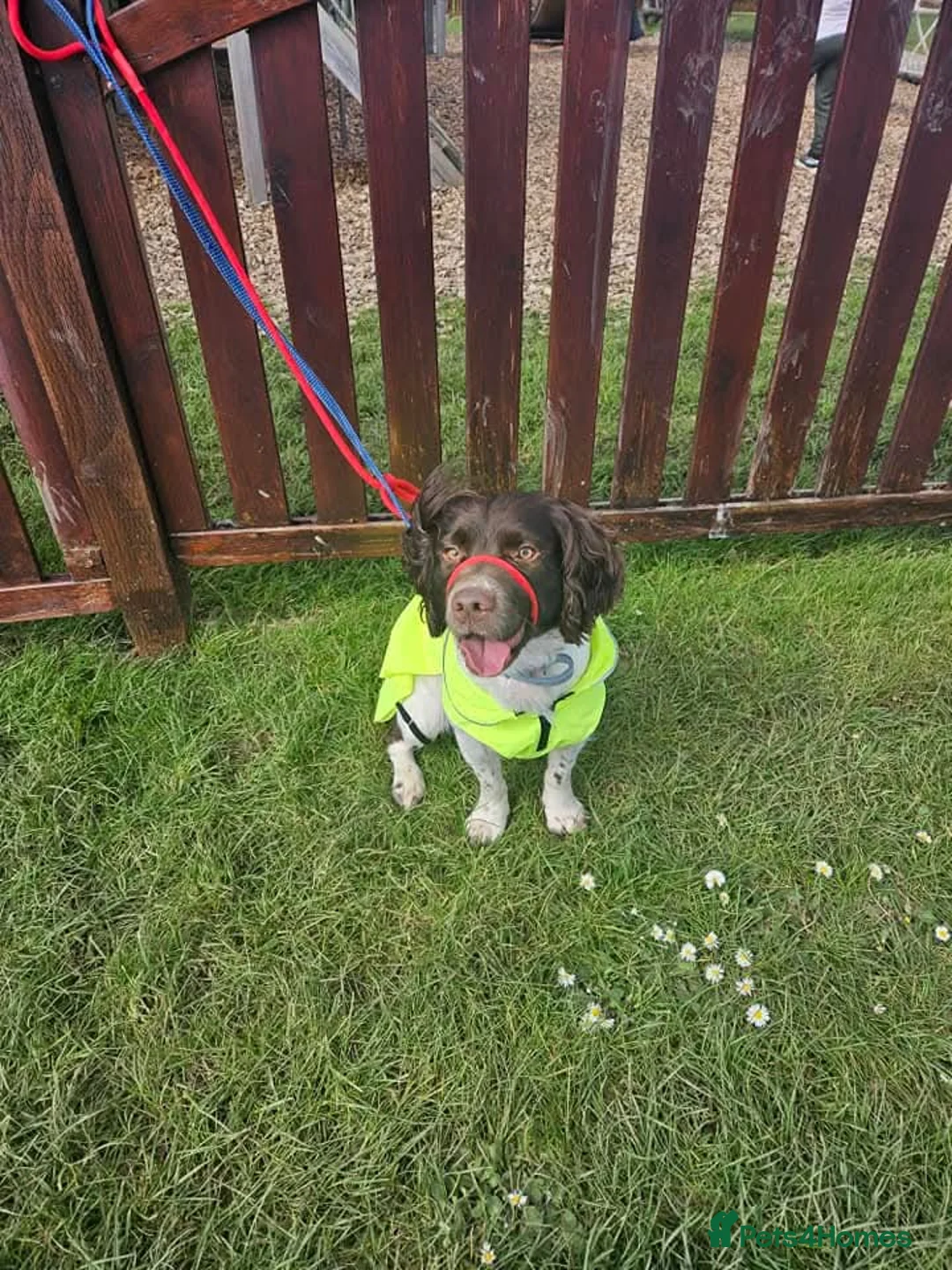 English Springer Spaniel dogs for stud: Looking to breed  - Advert 2