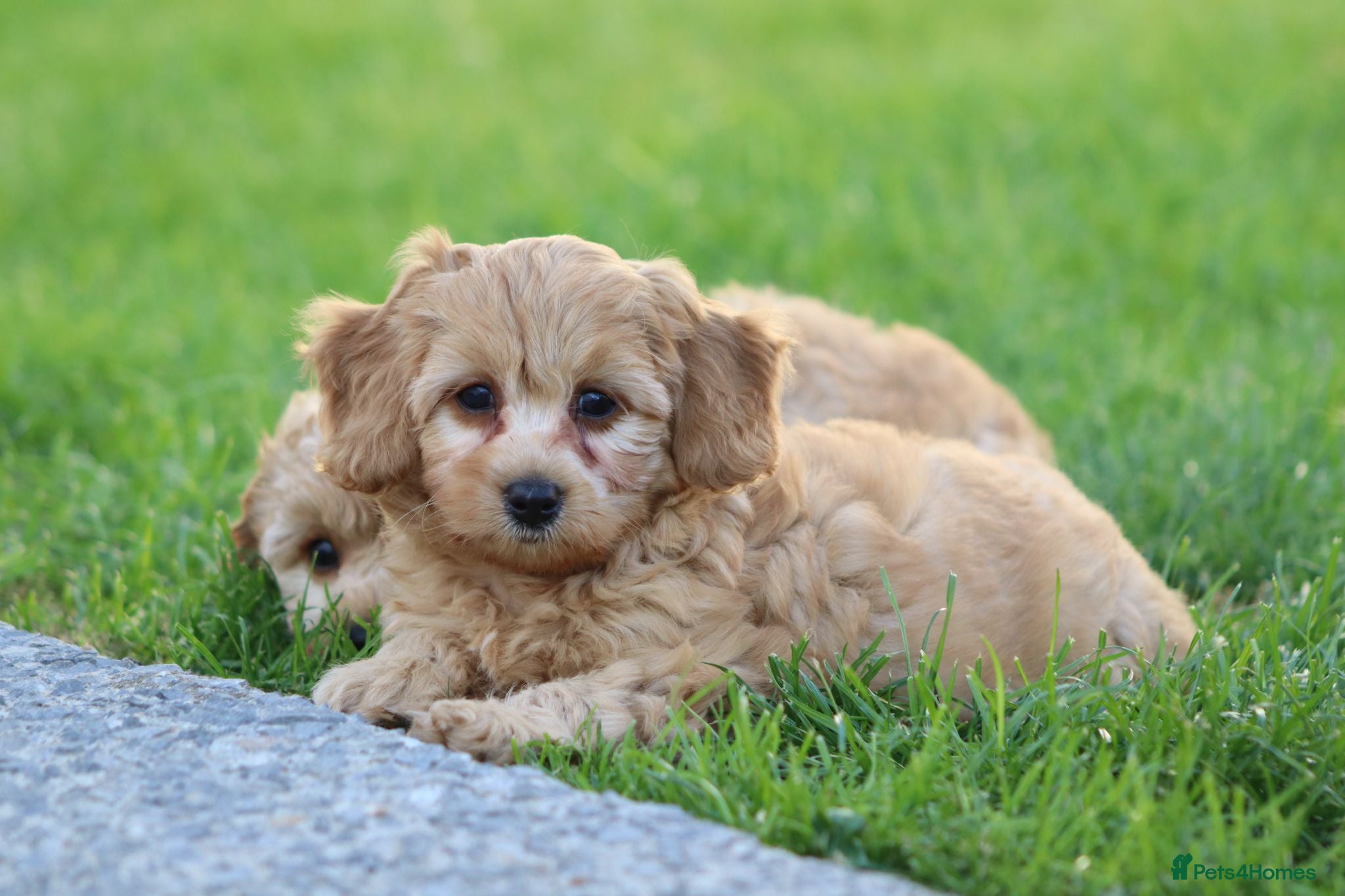 Cavapoochon dogs CAVAPOOCHON PUPPIES FOR SALE - Advert 1