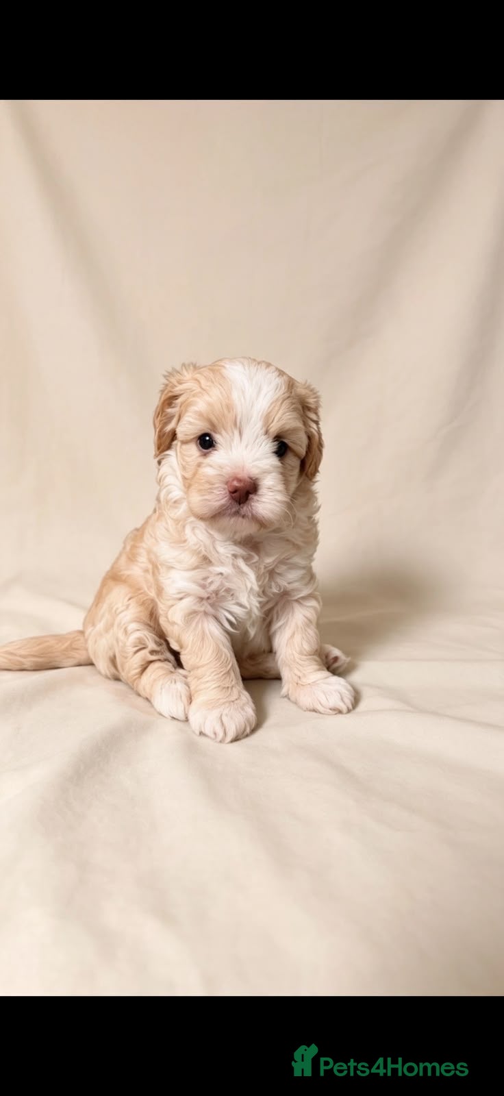 Maltipoo dogs 🤩4 stunning f1 male Maltipoo 🤩 - Advert 11