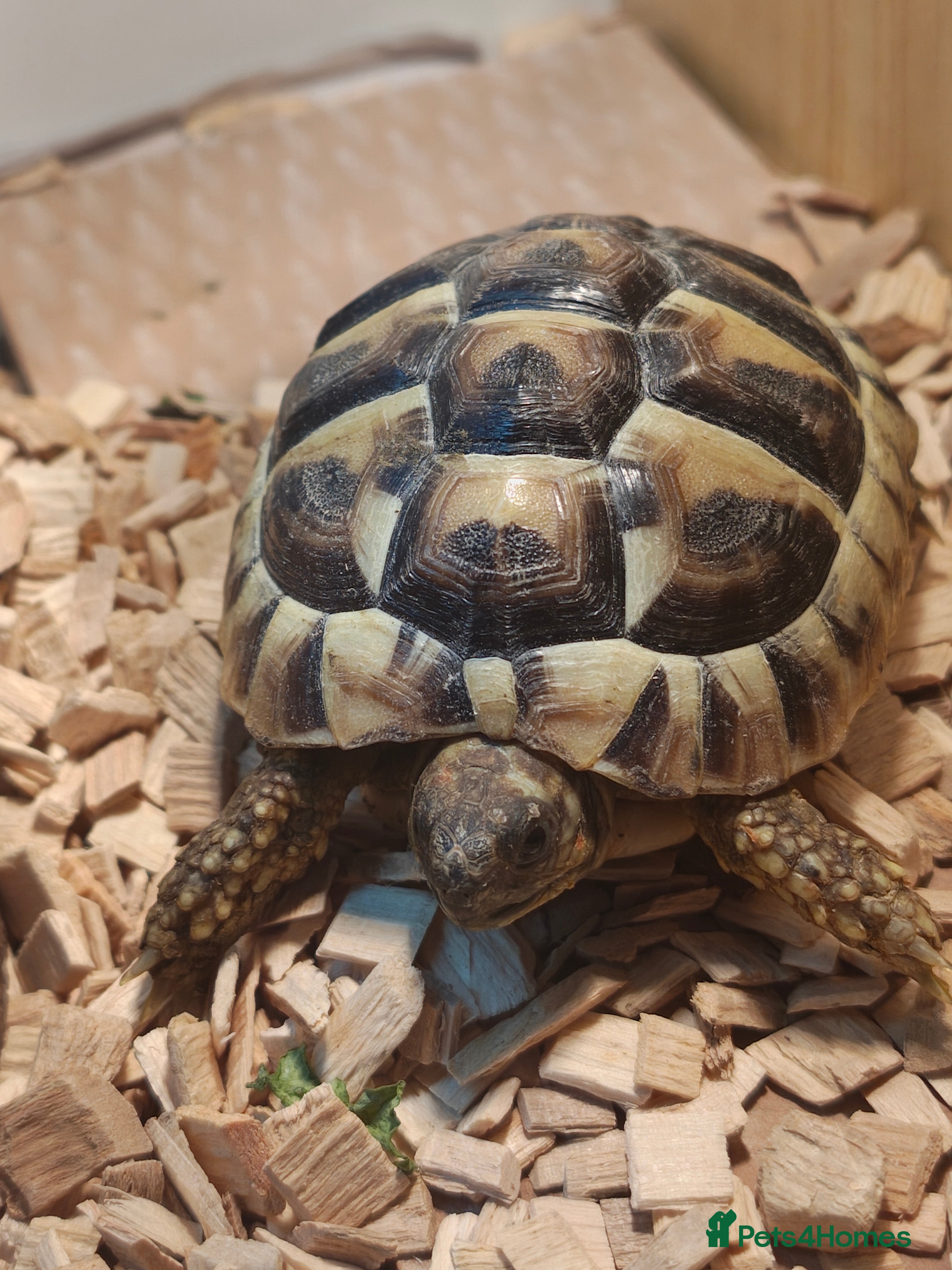Tortoise reptiles 4 off Hermann tortoises  - Advert 6